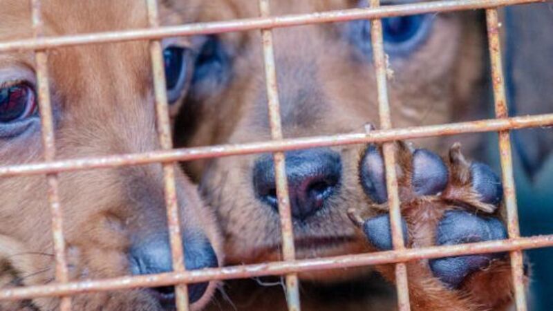 Midwife ordered to pay fine after sick dog 'eaten alive by maggots'