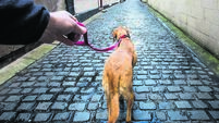 POV of owner taking a dog for a walk in an urban environment
