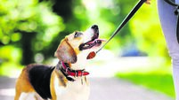 Young woman with Beagle dog in the park
