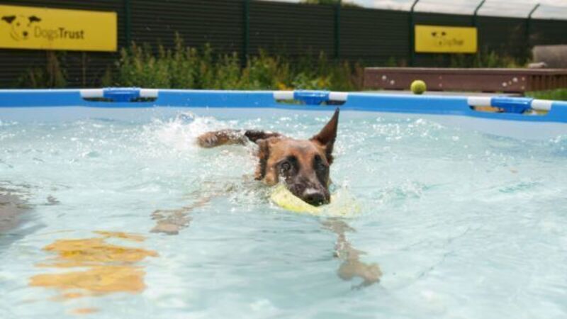 Dog owners warned to walk pets 'very early or after sunset' amid heatwave Dog owners warned to walk pets 'very early or after sunset' amid heatwave