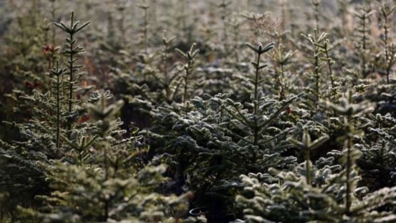Inspector appointed to investigate affairs of Christmas tree company