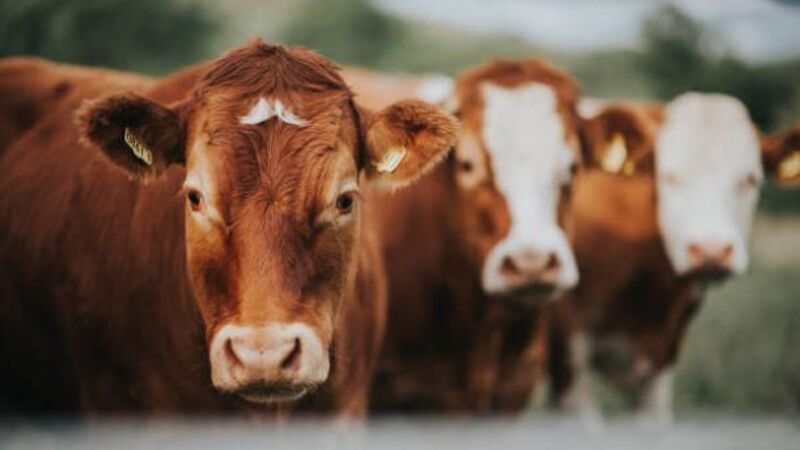 Judge compares late night chaotic farm-yard encounter with gardaí to the 'Wild West'