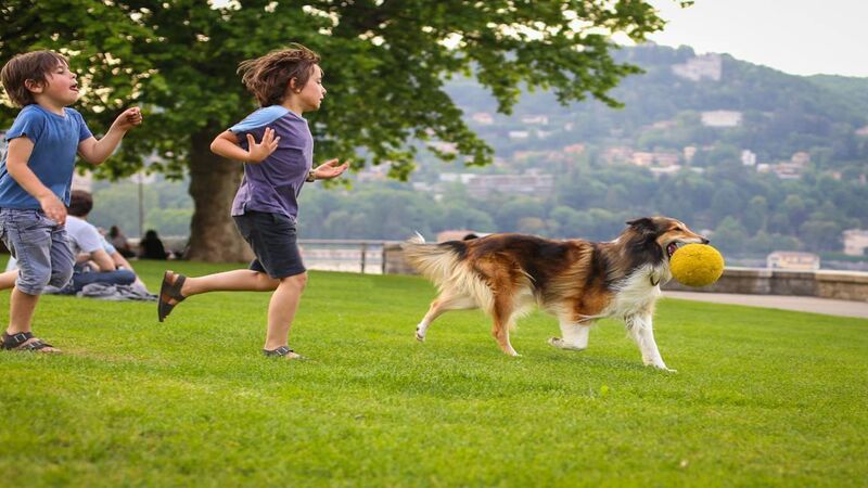 Council to explore option of establishing a dedicated dog park in Cork town Council to explore option of establishing a dedicated dog park in Cork town