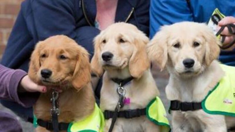 Irish Guide Dogs for the Blind recruiting puppy raisers in Munster