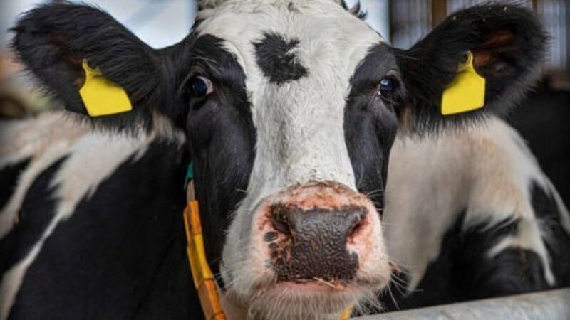 Methane emissions from national herd may be lower, says Teagasc