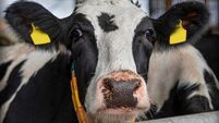 Methane emissions from national herd may be lower, says Teagasc