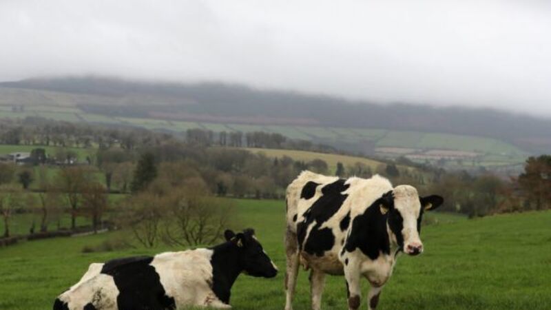 'Significant' price hikes faced by Irish dairy, meat and grain producers - CSO 'Significant' price hikes faced by Irish dairy, meat and grain producers - CSO