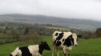 'Significant' price hikes faced by Irish dairy, meat and grain producers - CSO