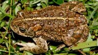 Hundreds of endangered Natterjack toadlets released into the wild in Kerry