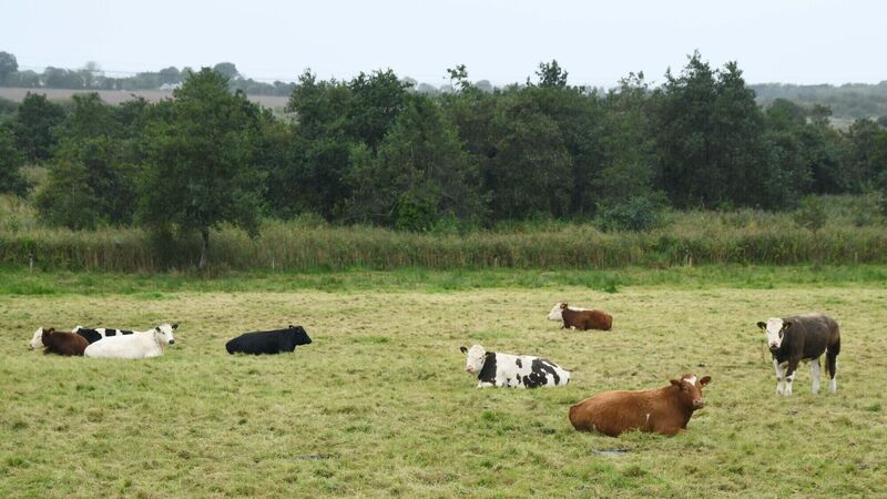Cork IFA opposes ‘lazy narrative’ on emissions targets; Green Party say all sectors need to 'face up to reality'