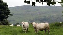 Coalition leaders fail to agree climate targets in farming sector