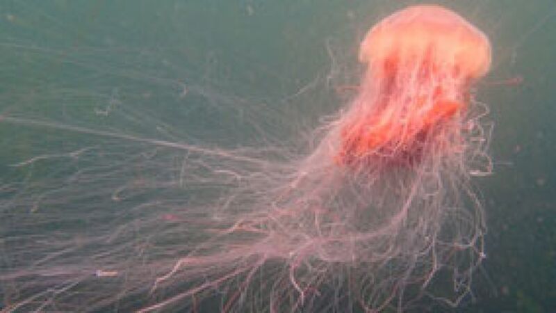 Dublin council warns swimmers over presence of dangerous jellyfish