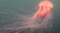 Dublin council warns swimmers over presence of dangerous jellyfish