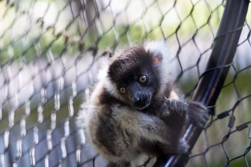 Fota Wildlife Park is home to three species of lemur, the Black and white ruffed lemur, Ring-tailed lemur, and Red-bellied lemur. 