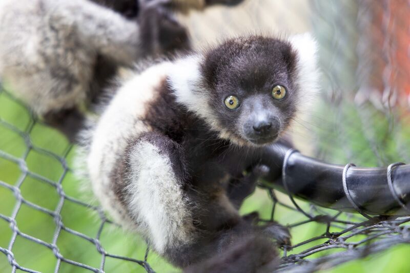Fota Wildlife Park takes part in ex-situ breeding and management programmes (EEPs) for three lemur species. 