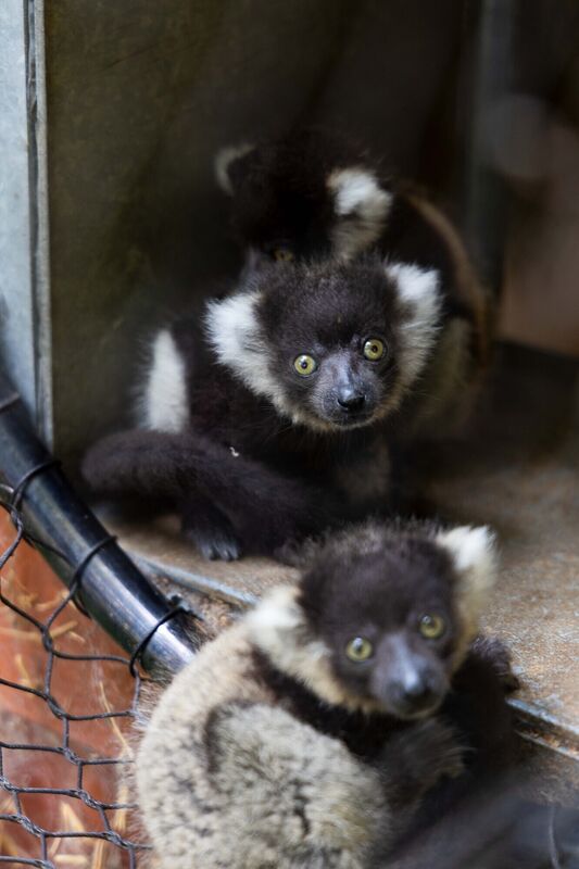 Most days, the lemurs play in the tunnel leading onto their island habitat. Picture: Michael O'Sullivan /OSM PHOTO