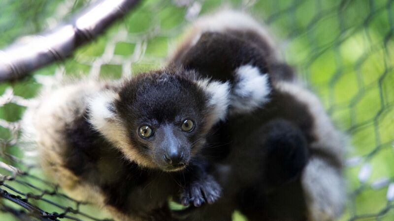 Pictures: Fota announces birth of three critically endangered lemur babies Pictures: Fota announces birth of three critically endangered lemur babies