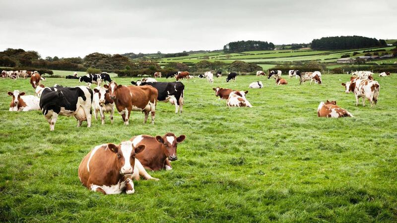 Farmers asked to reduce their emissions by 25% represents a 'bad day' says IFA Munster chairman Farmers asked to reduce their emissions by 25% represents a 'bad day' says IFA Munster chairman