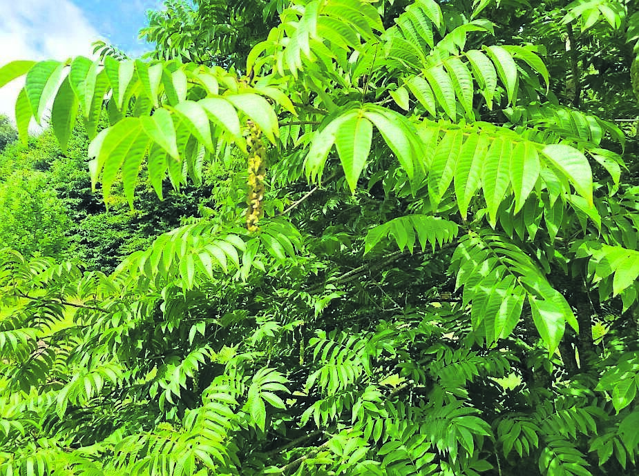 Caucasian wingnut with its pinnate leaves and elegant flowers