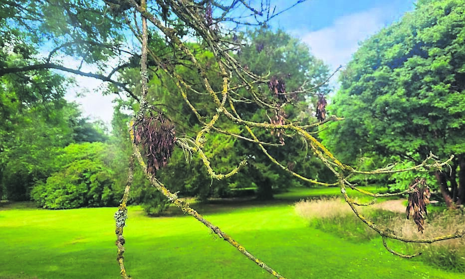 Some of the symptoms of Ash Dieback on a mature ash tree