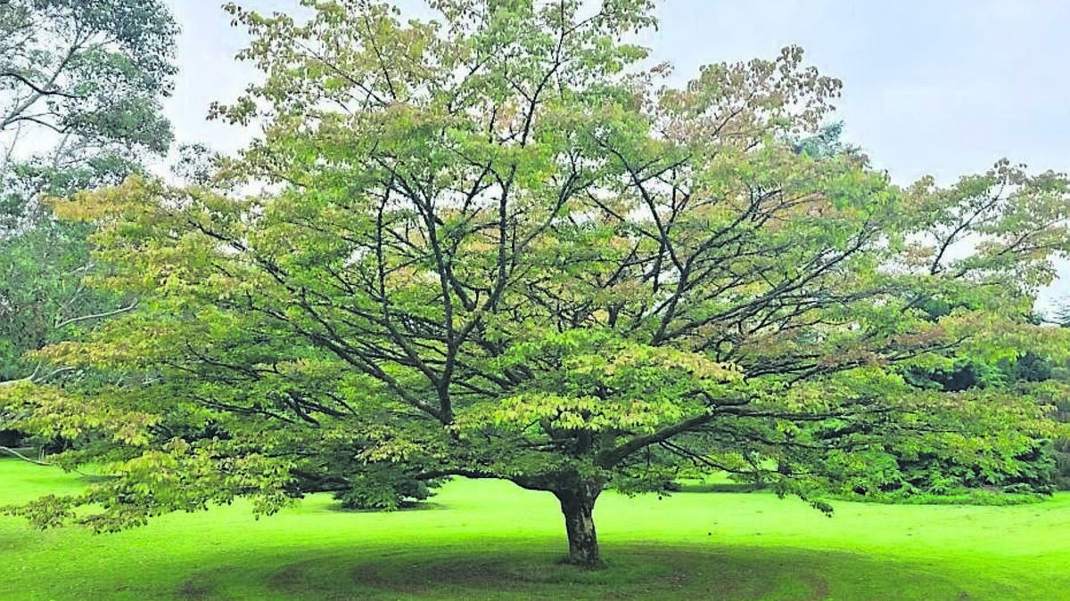 There really is a tree to suit every Irish location