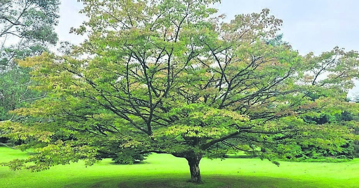 There really is a tree to suit every Irish location - Vimarsana News