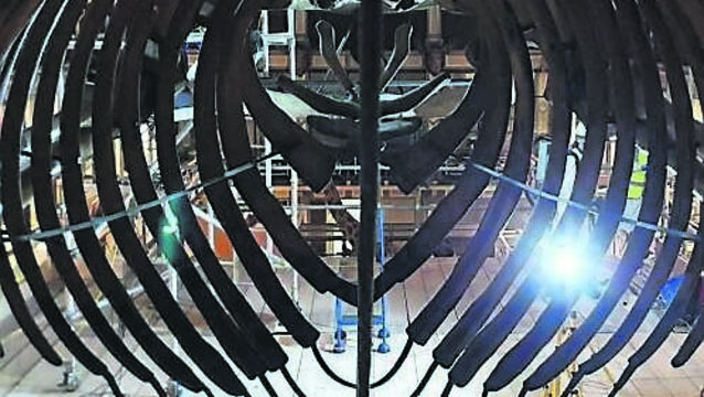 <p class="contextmenu internal_Caption">Renovation work in the Natural History Museum</p>