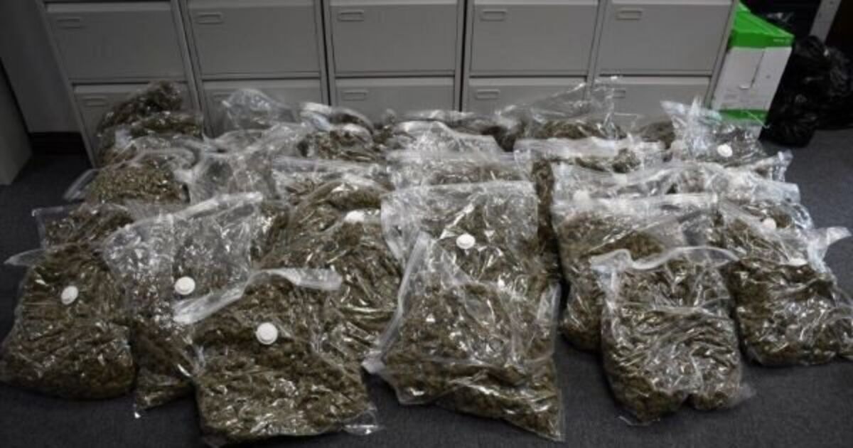 Cannabis worth €700,000 seized in Dublin - Vimarsana News