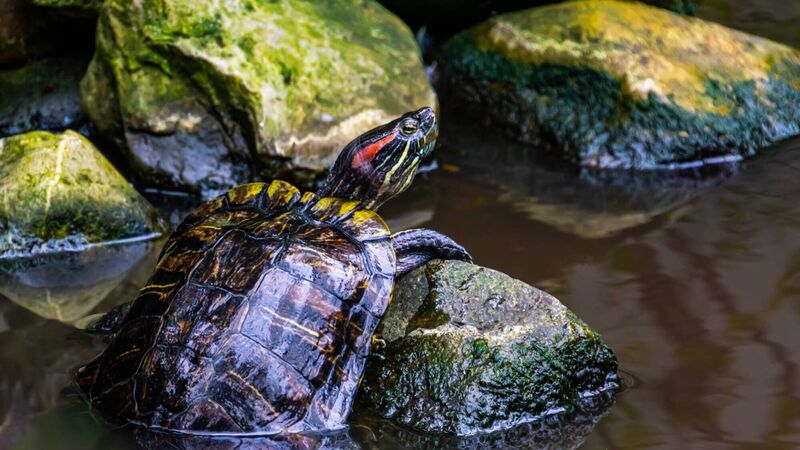 People in Cork urged to be on the look-out for 'invasive' pond sliders People in Cork urged to be on the look-out for 'invasive' pond sliders