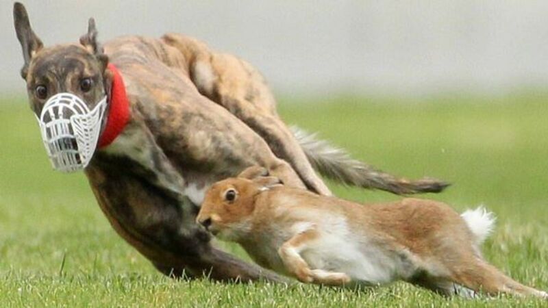 Healy-Rae: Horse racing will be next if hare coursing banned