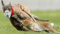Healy-Rae: Horse racing will be next if hare coursing banned