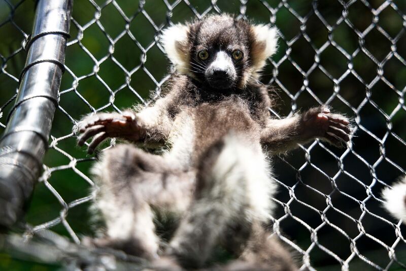 Three critically endangered Black and white ruffed lemur babies born to 20-year-old mother Cloud and 10-year-old father, Paraic at Fota Wildlife Park. Picture: Michael O'Sullivan /OSM PHOTO
