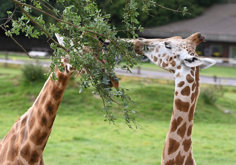 Giraffe's feeding at Fota Wildlife park. Picture; Eddie O'Hare