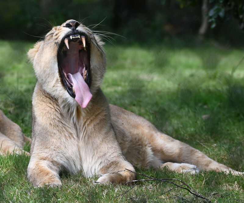 Gira one of the Asiatic lions at Fota Wildlife park. Picture; Eddie O'Hare.