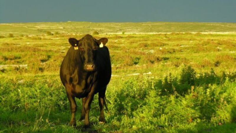 Citizens’ assembly on agriculture the wrong model, says farming group