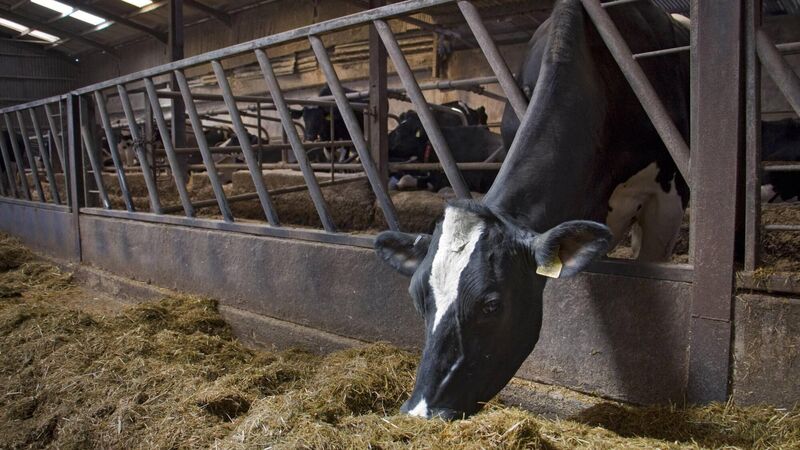 'Ill thought-out': Cork TD's call for citizens' assembly on agriculture criticised by farming group 