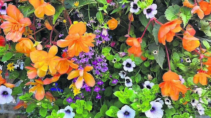Here's the perfect way to perk up your garden plants...