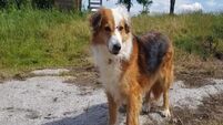 Galway charity inundated with requests to surrender dogs