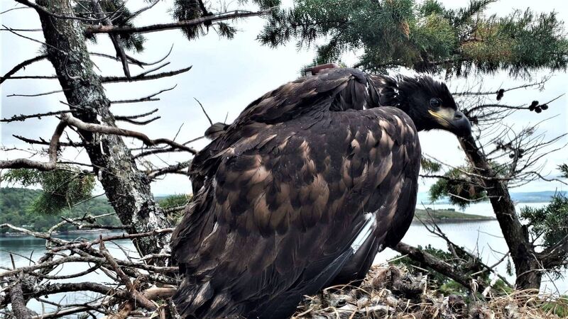 PICS: First flight for rare eagle born in West Cork PICS: First flight for rare eagle born in West Cork