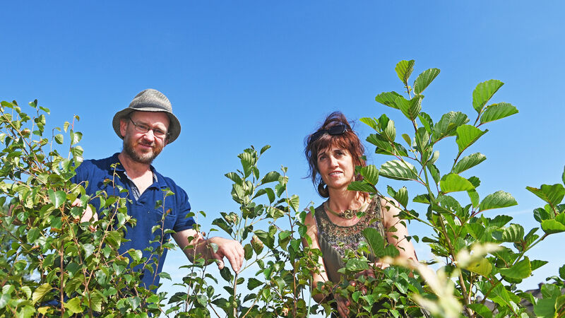 Trees Please: Volunteers aim to improve biodiversity in Cork city