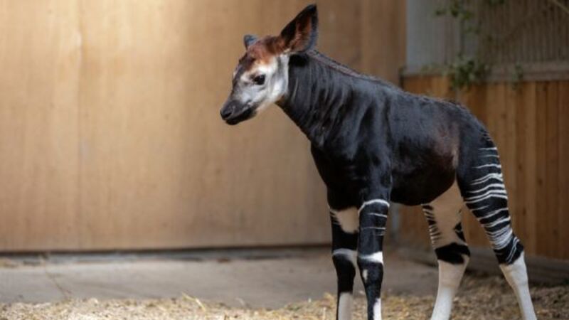 Endangered Okapi calf born at Dublin Zoo Endangered Okapi calf born at Dublin Zoo