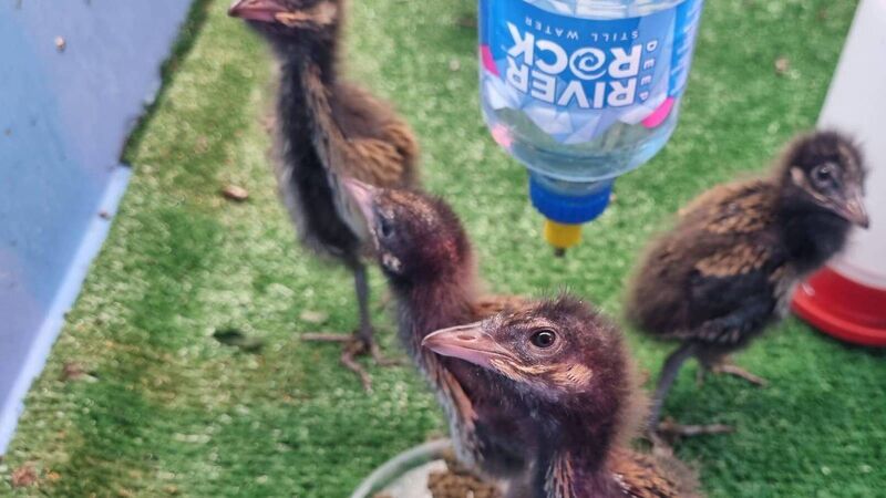 Corncrakes take flight after nest rescue and incubation at Fota 