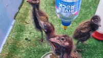 Corncrakes take flight after nest rescue and incubation at Fota 