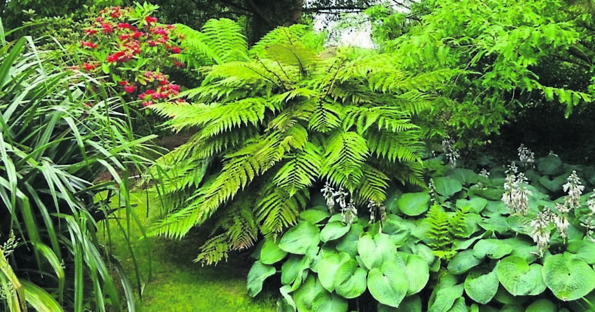 Five fabulous gardens to see in Kerry - Vimarsana News