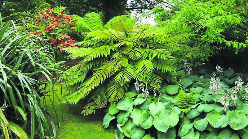 Five fabulous gardens to see in Kerry Five fabulous gardens to see in Kerry