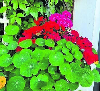  Neil Kelleher’s favourite scarlet pelargonium, planted here with nasturtium. 