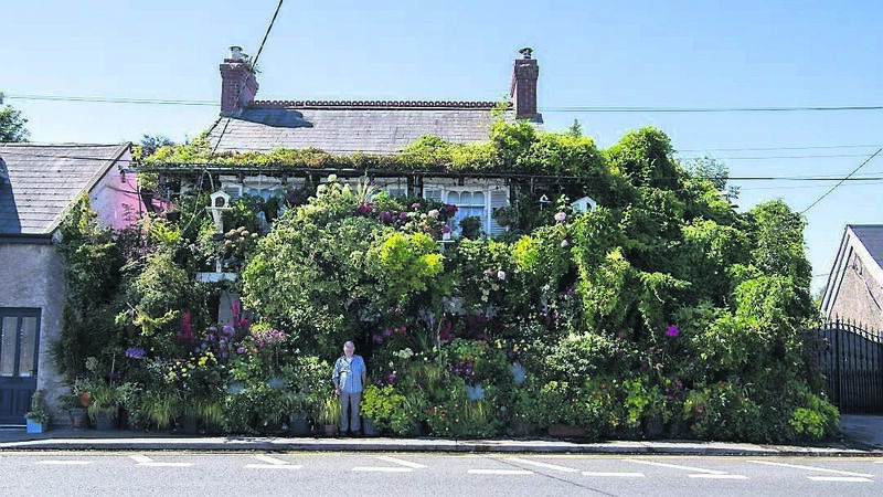 Is this the best garden in Cork city? Is this the best garden in Cork city?