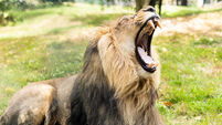 Mane attraction: Endangered Asiatic lion can now be seen at Cork’s Fota Wildlife Park