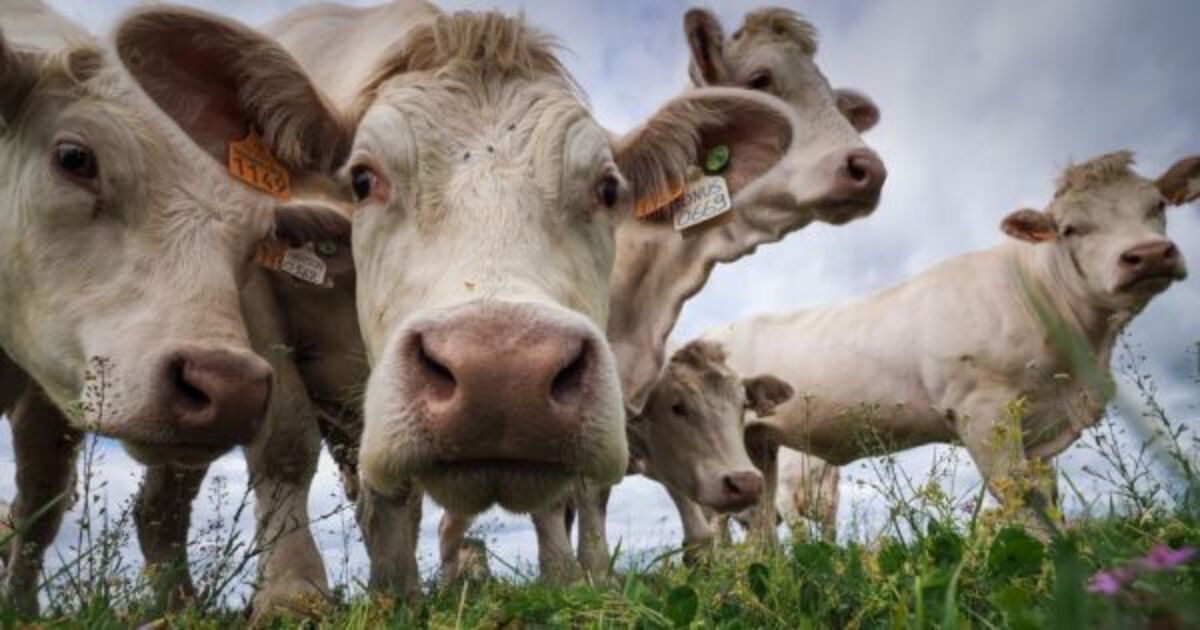 Prices for dairy products rose by almost 53% this year - Vimarsana News