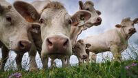 Prices for dairy products rose by almost 53% this year - CSO